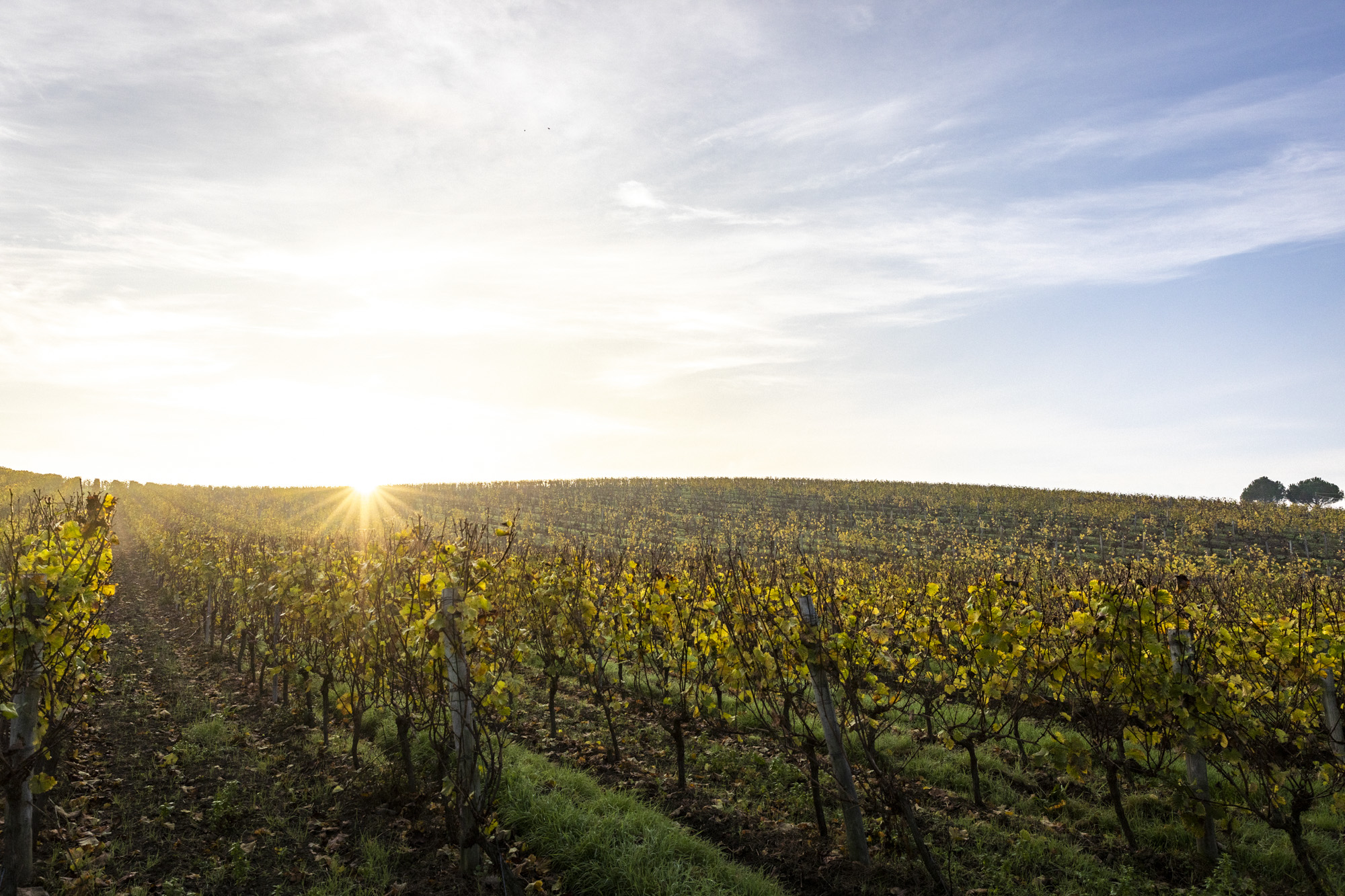 Domaine viticole près de la Loire