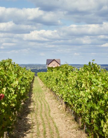 Vente d’un domaine viticole : pourquoi l’anticipation est essentielle pour réussir sa cession