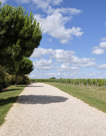 Quels sont les vignobles les plus recherchés ?