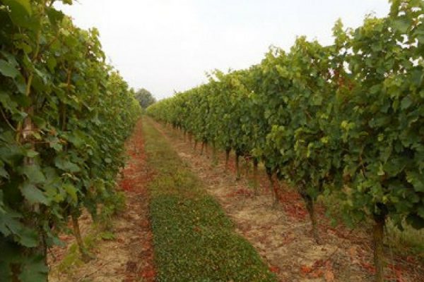 Vignoble vendu Anjou Domaine Musset (2018)