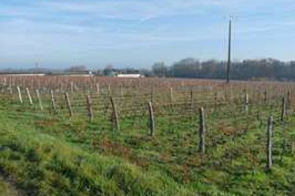 Vignoble vendu en Touraine Domaine de la Bergeonnière (2016)