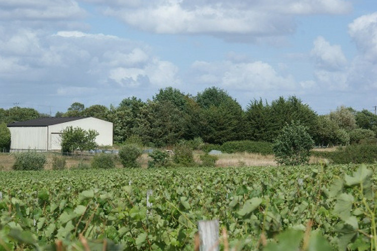 Vignoble vendu en Anjou Domaine de la Guillaumerie (2013)