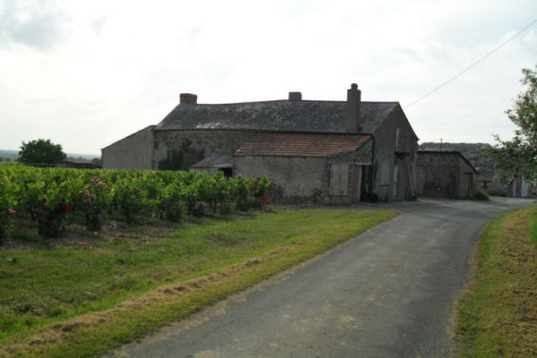 Vignoble vendu-anjou-domaine-sainte-foye (2010)