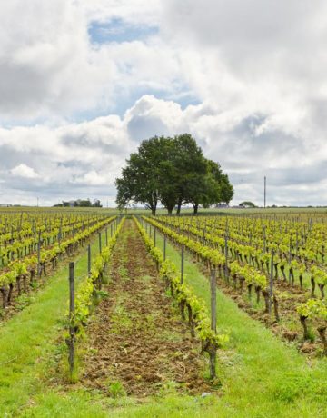 Avis de valeur d’un domaine viticole : pour qui, quand le demander et comment l’obtenir ?