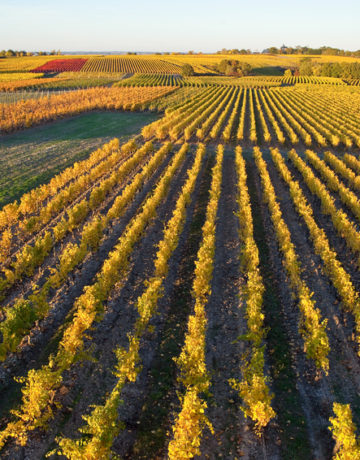 Investir dans la vigne : une valeur refuge