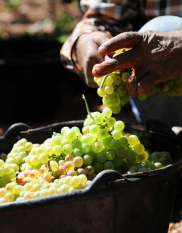 Le vigneron est-il un chef d’entreprise comme les autres ? Compétences, responsabilités et enjeux