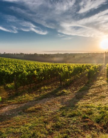 Comment transmettre son domaine viticole ? Guide complet pour préparer sa cession