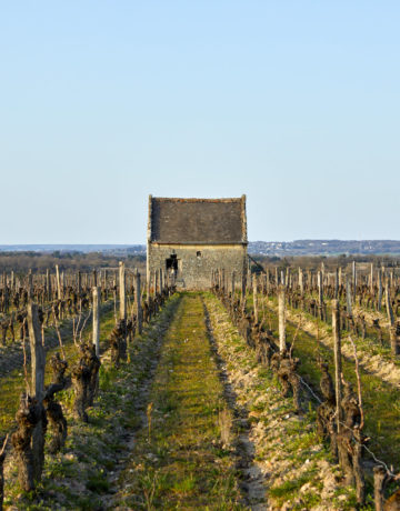 Quel budget prévoir pour l’acquisition d’un domaine viticole ? Coûts, postes clés et conseils
