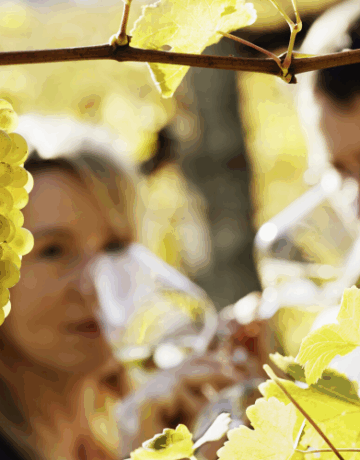 Reconversion : devenir vigneron, se former pour s’installer