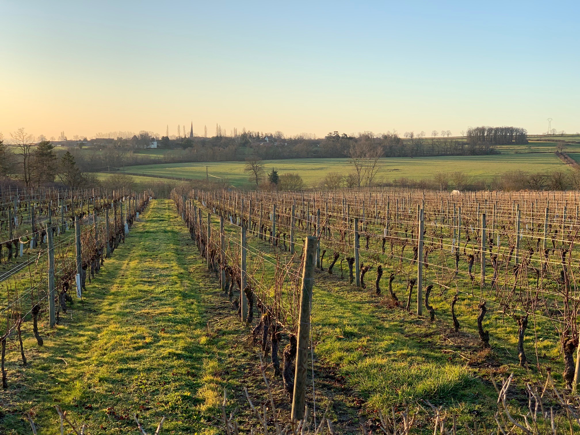Des vignes au levé du soleil