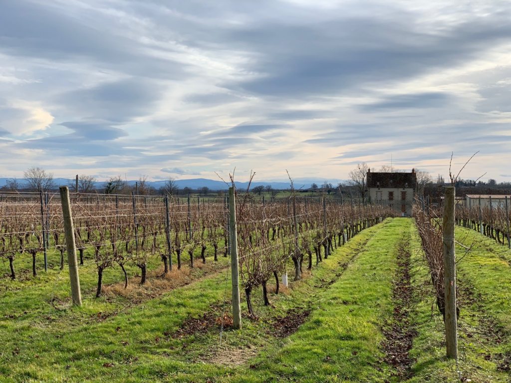 Vignes Saint Pourçain et bâtiment