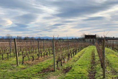 Vignes Saint Pourçain et bâtiment