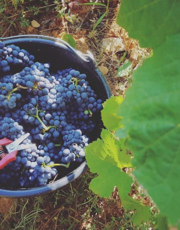 Les vendanges : tout savoir sur cette étape clé de la viticulture