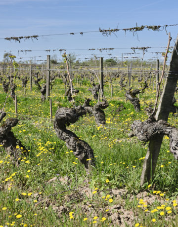 Viticulture biologique : principes, pratiques et enjeux pour les domaines viticoles
