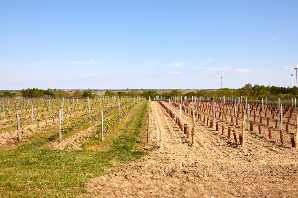 Image montrant la vie d'un vignoble entre arrachages, complantations et jeunes vignes
