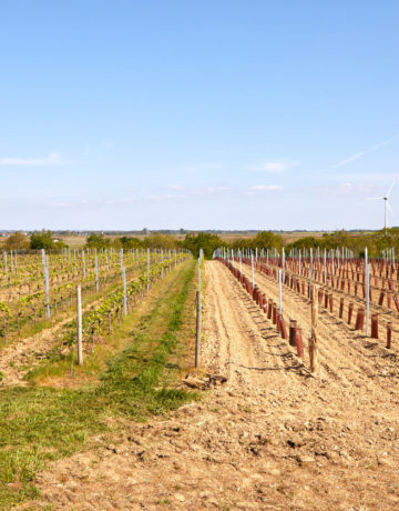 Une année dans la vigne : le calendrier du vigneron au fil des saisons