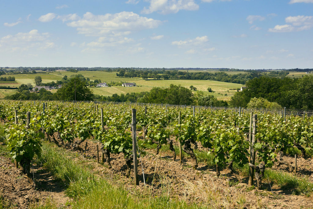 Paysage typique de l'Anjou : les coteaux de vignes