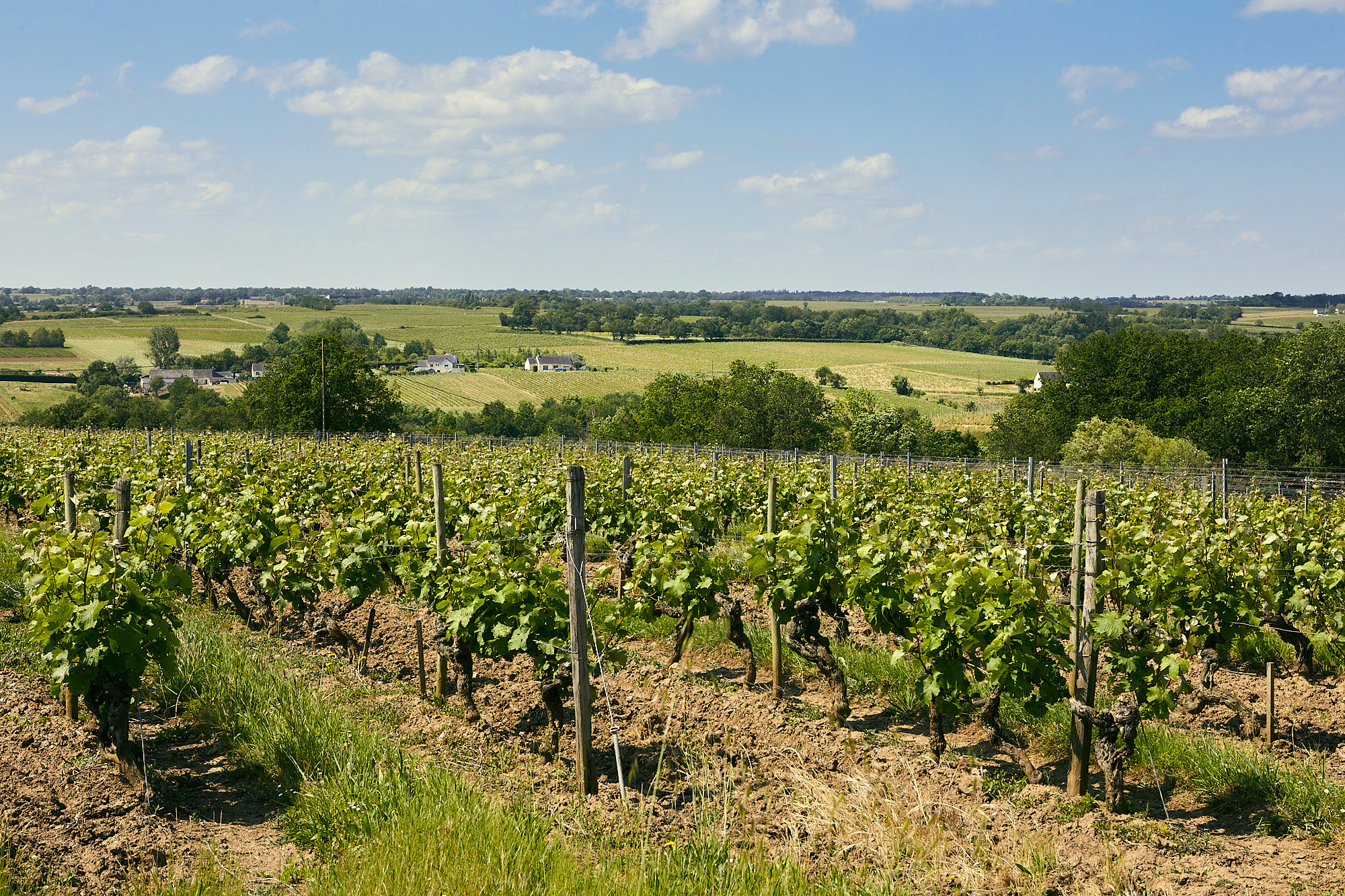Paysage typique de l'Anjou : les coteaux de vignes