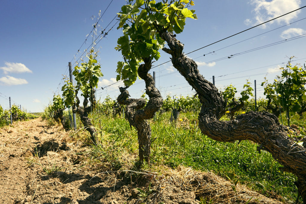 Un pied de vigne