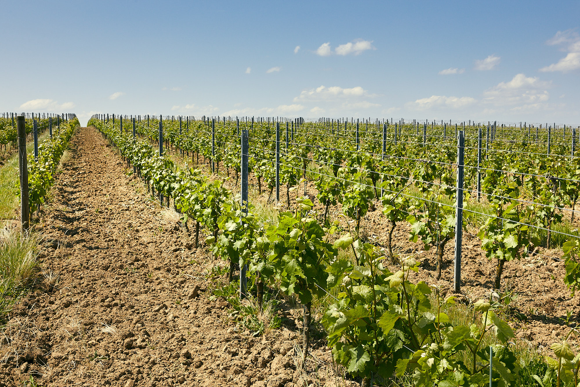 Jeunes vignes en Anjou