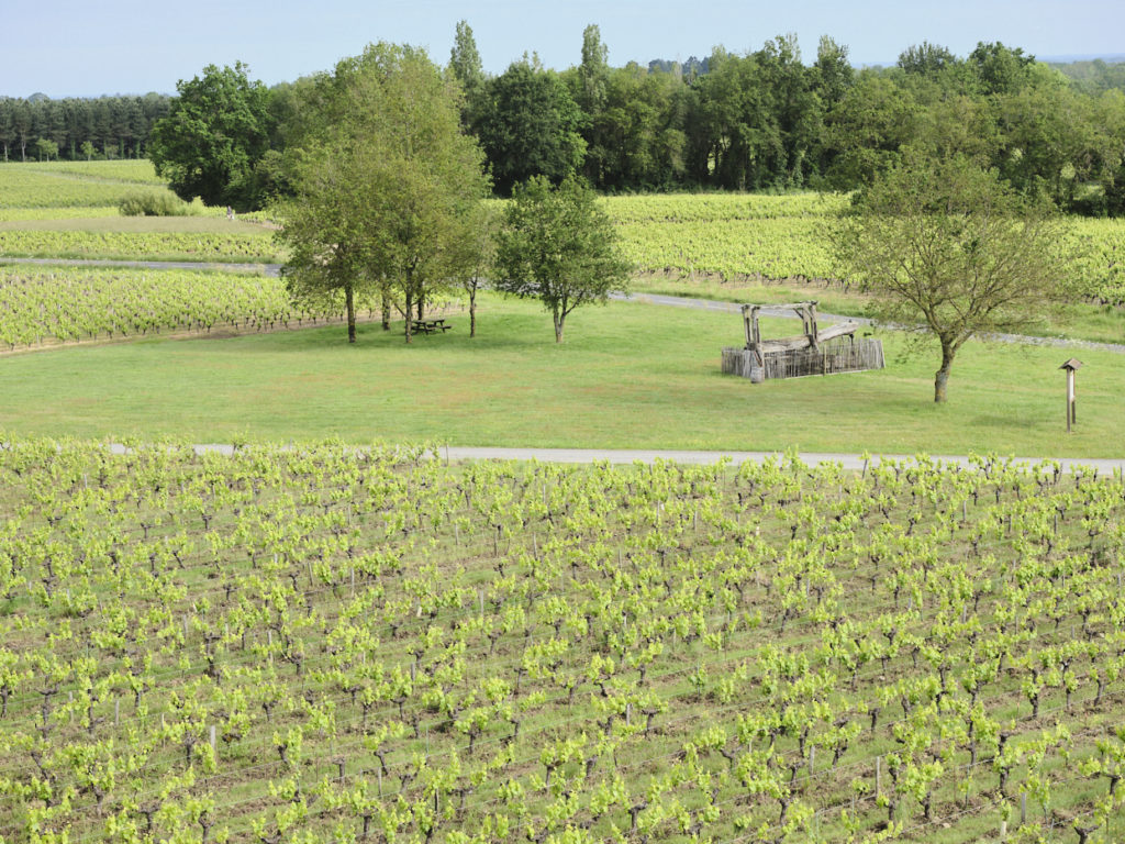 Vue de haut de l'entrée d'un domaine viticole avec une grande parcelle de vignes