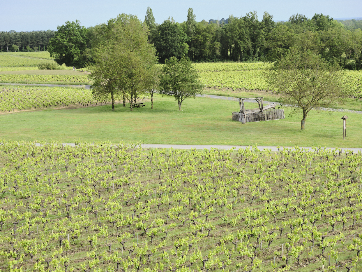 Vue de haut de l'entrée d'un domaine viticole avec une grande parcelle de vignes