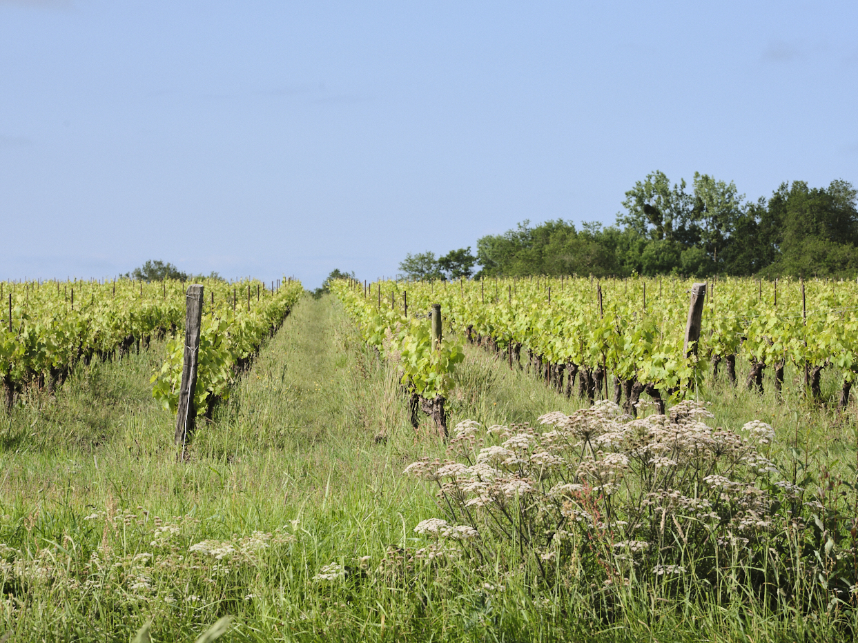 Des vignes travaillées en Agriculture Biologique avec des fleurs