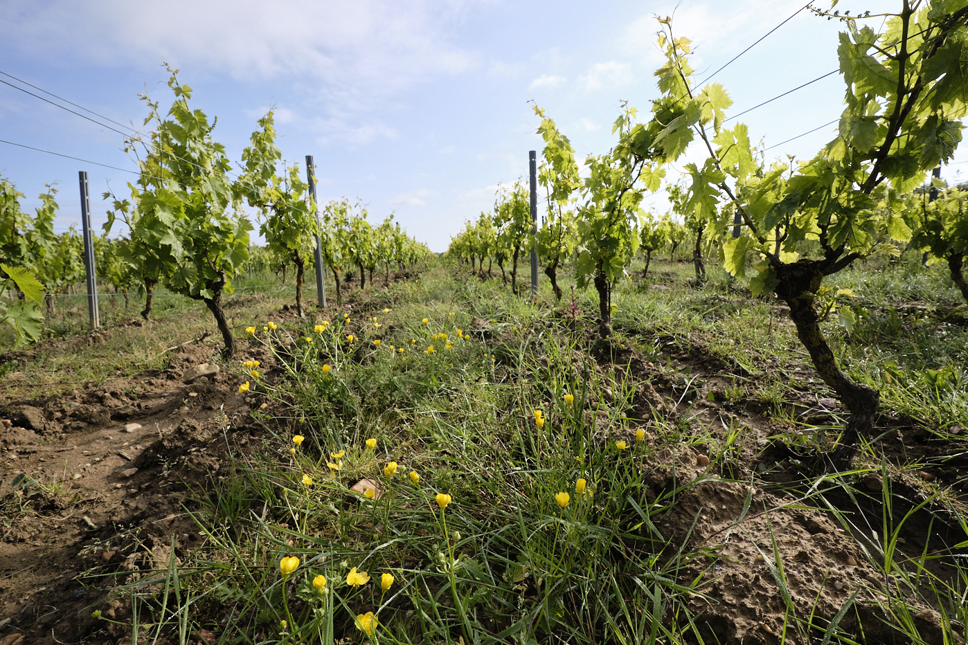 Des fleurs poussent au milieu de jeunes vignes