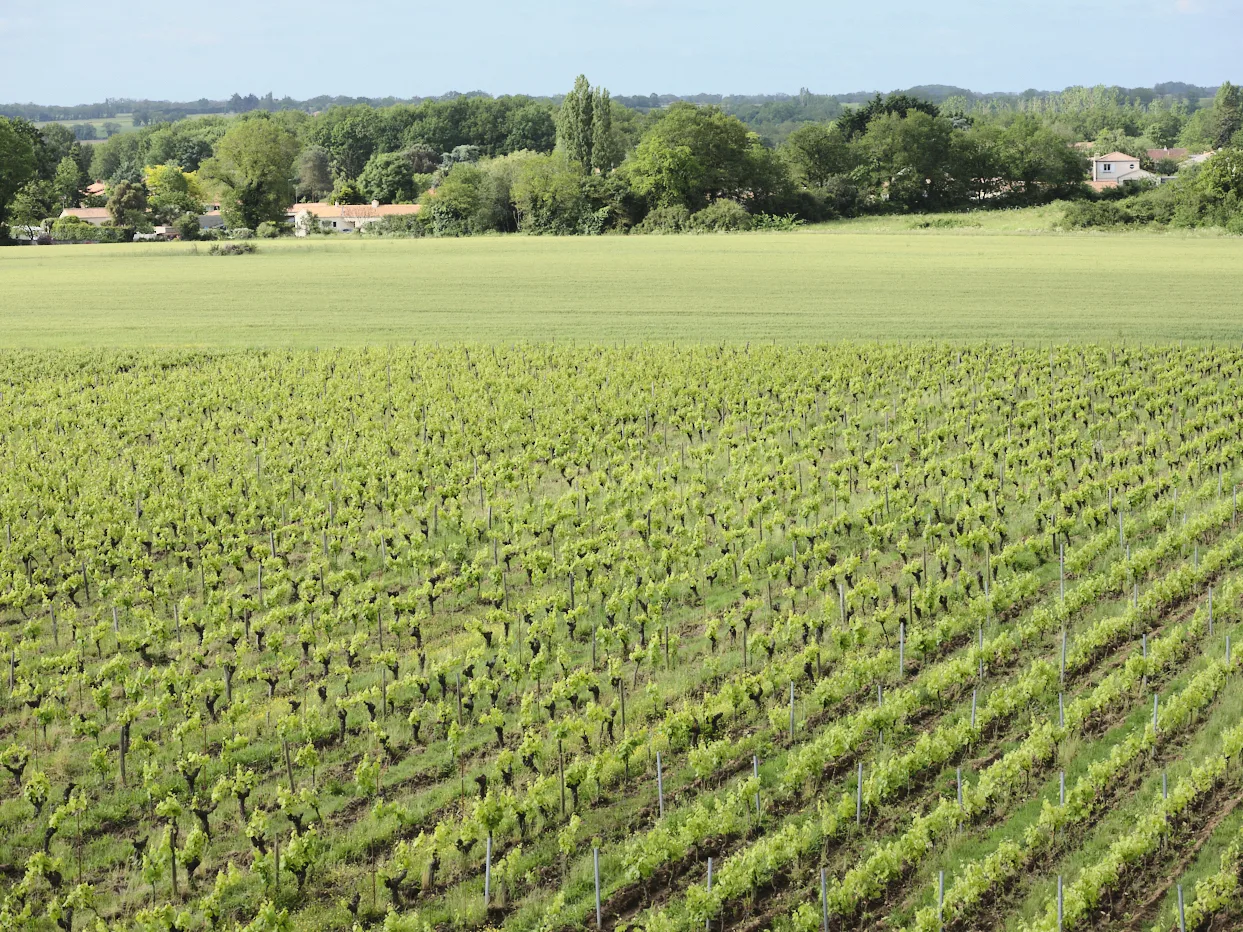 grande parcelle de vignes dans le Muscadet vue de haut