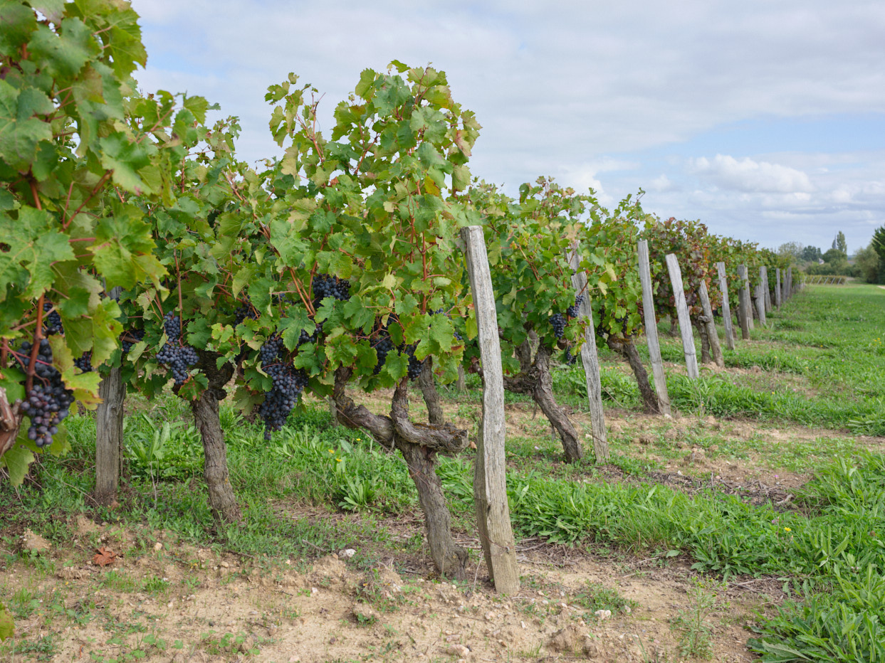 Anjou Vignes plantées en cabernet Franc