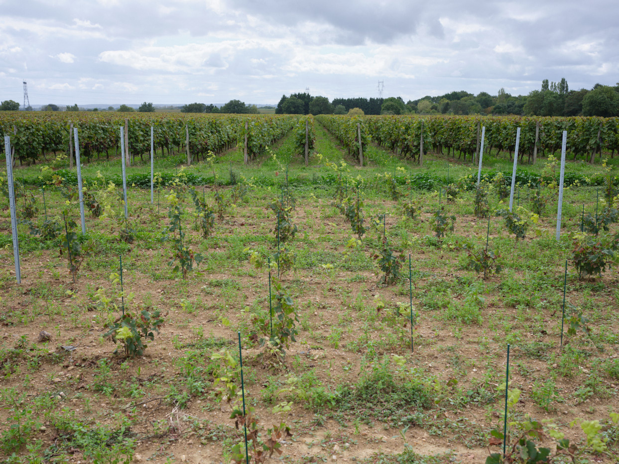 Un vignoble d'Anjou composé de jeunes vignes en avant plan et de vielles vignes en arriere plan