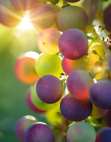 Top 5 des cépages du Val de Loire