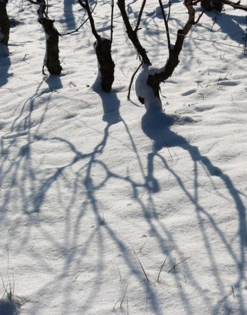 4 nouveaux pays de la viticulture