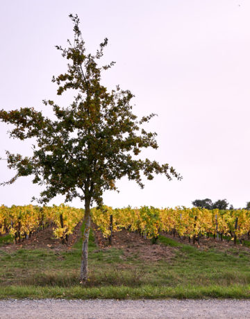 Le Bail rural viticole