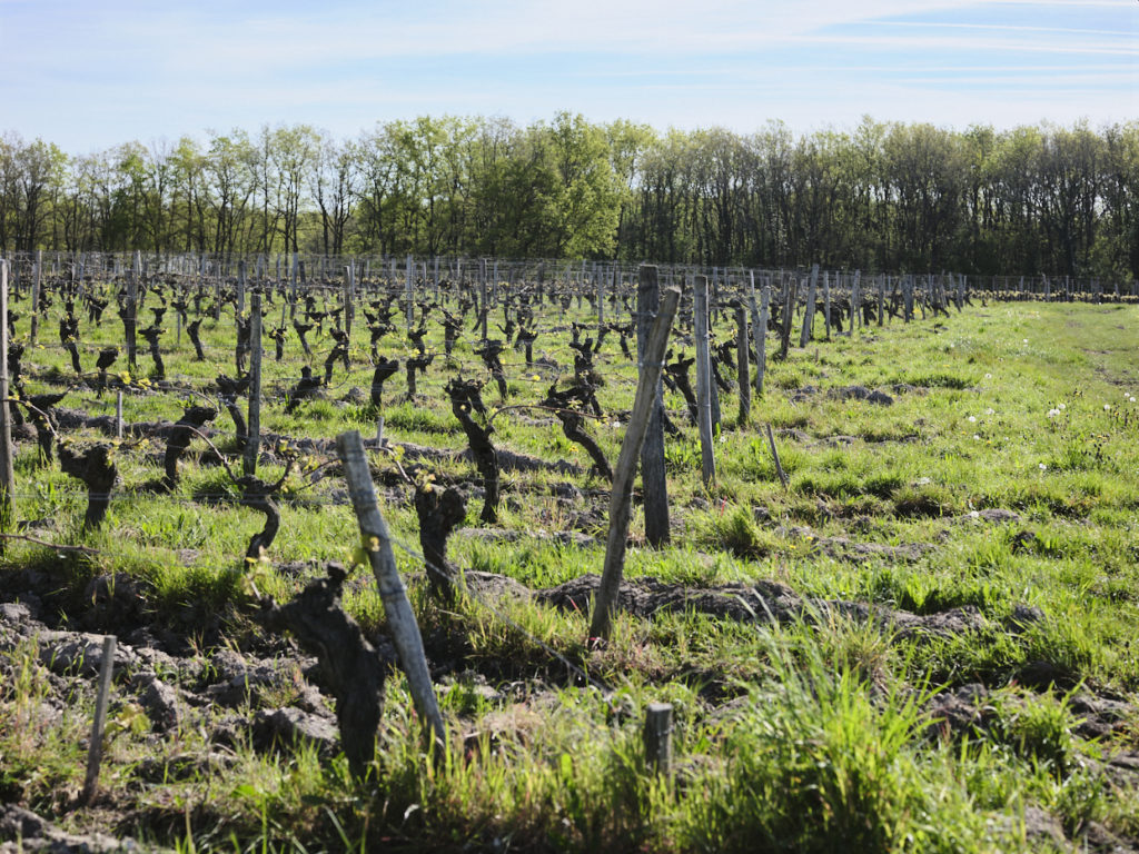 Une parcelle de vigne à Saint Nicolas de Bourgueil