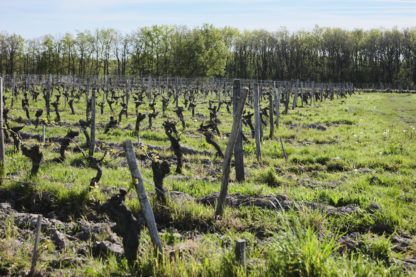 Une parcelle de vigne à Saint Nicolas de Bourgueil