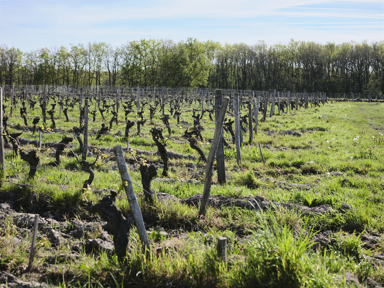 Une parcelle de vigne à Saint Nicolas de Bourgueil