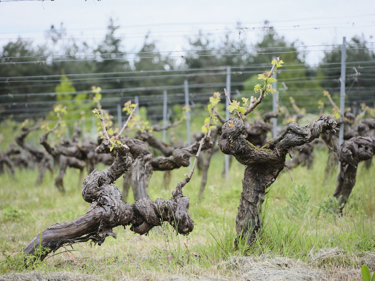 Vignoble de l'anjou, avec des pieds de vignes