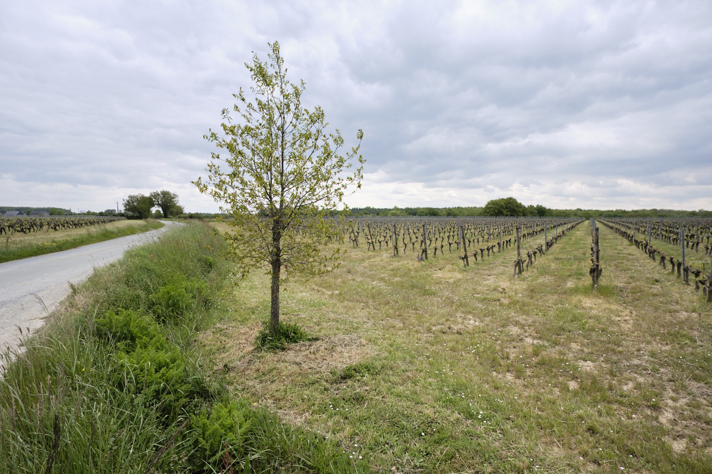 Une parcelles de vignes, avec un arbre, proche de la route