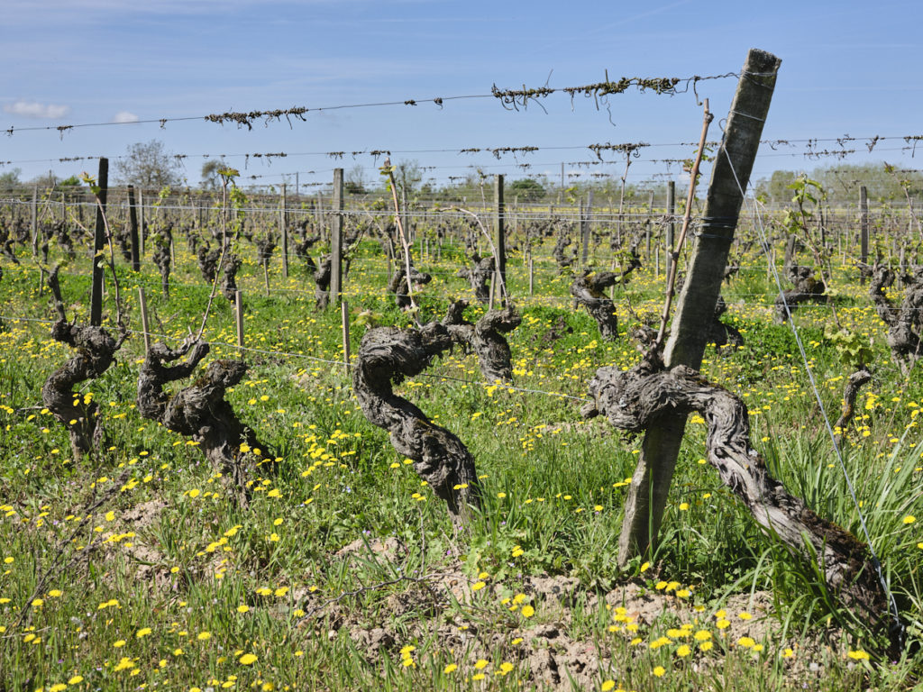 des vignes en agriculture biologique