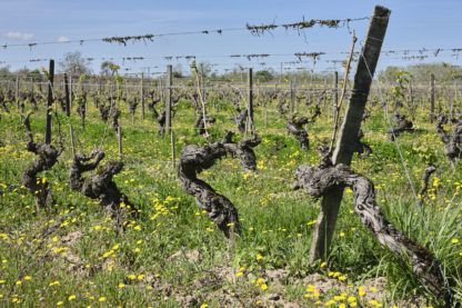 des vignes en agriculture biologique