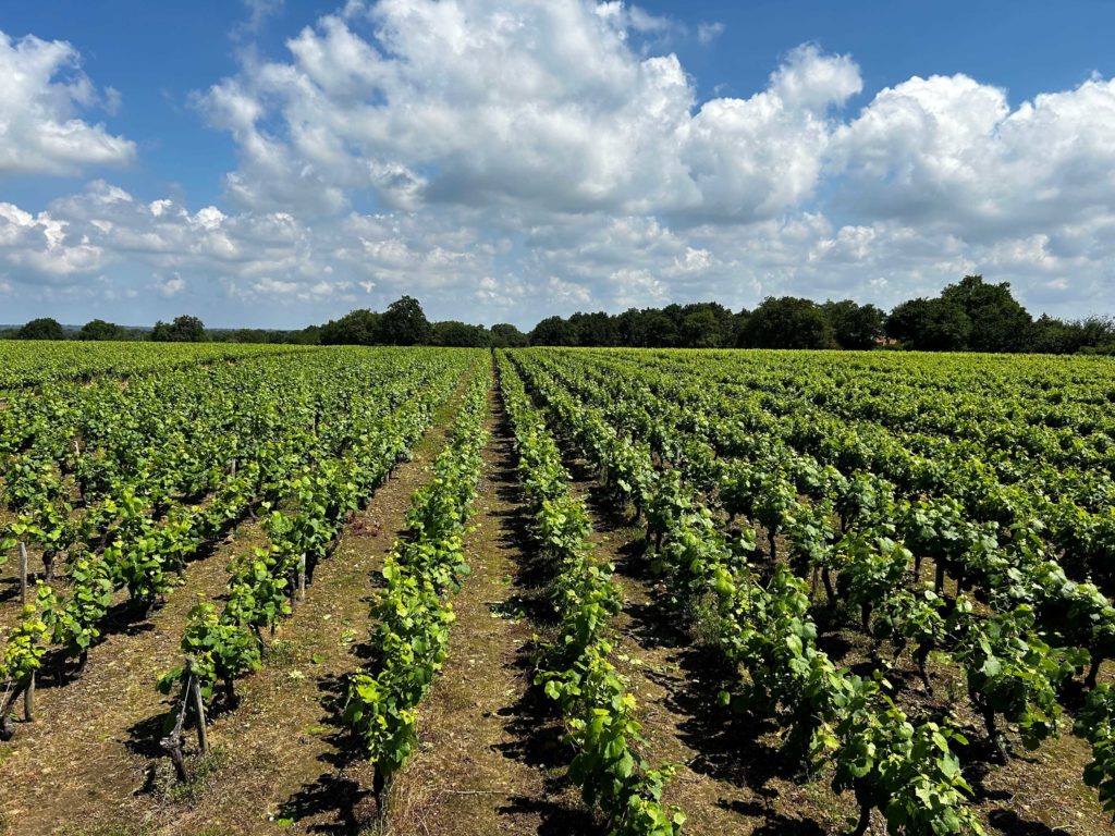 Vignoble du Muscadet avec des rangées de jeunes vignes