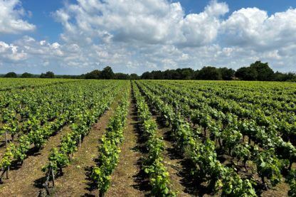 Vignoble du Muscadet avec des rangées de jeunes vignes