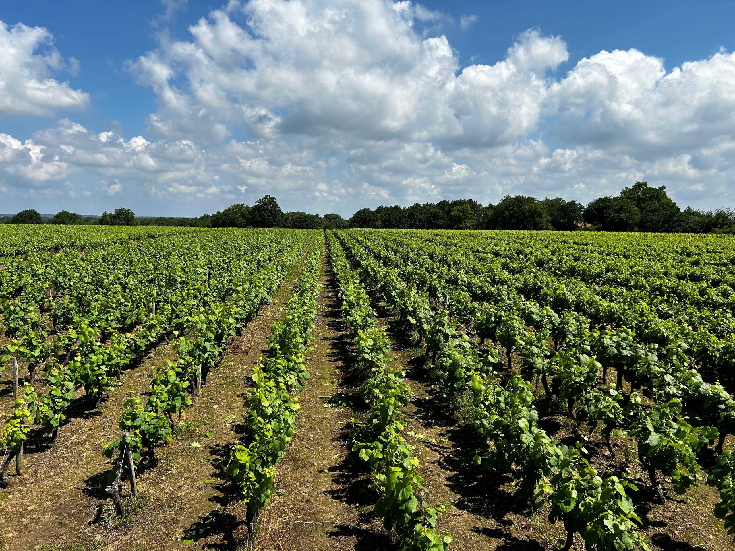 Vignoble du Muscadet avec des rangées de jeunes vignes
