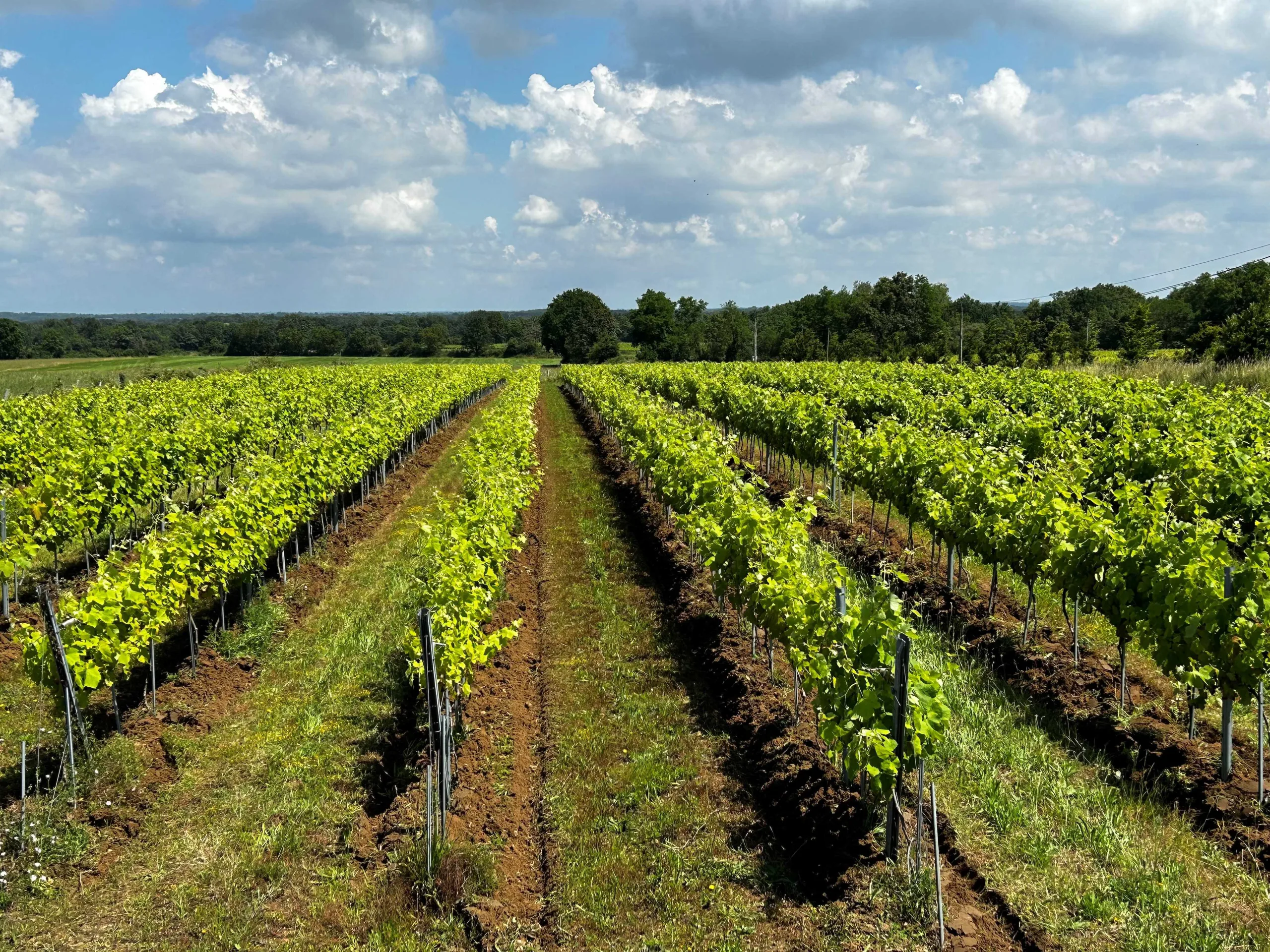 Grand vignoble avec cépages diversifiés