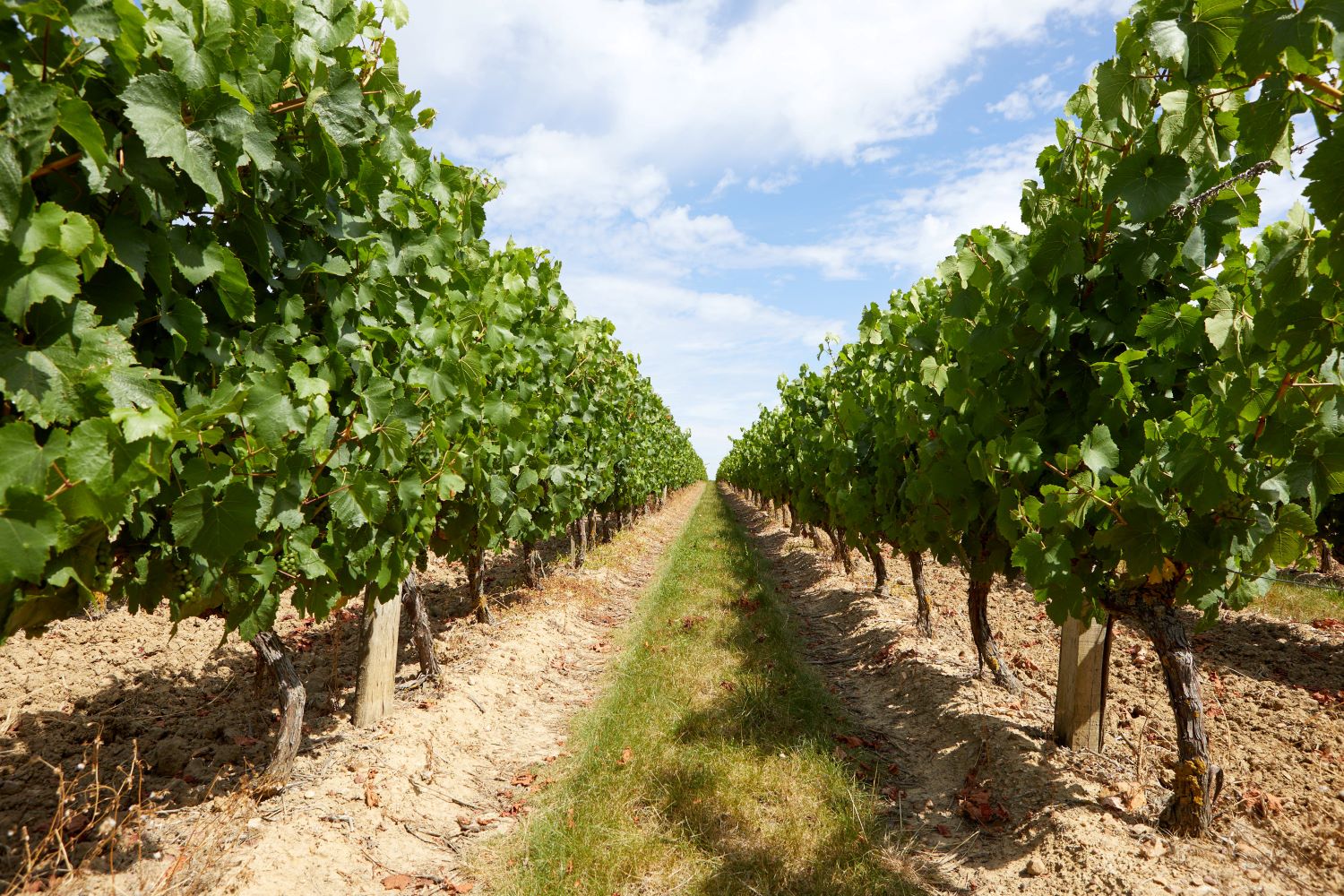 Des vignes à Saumur Champigny