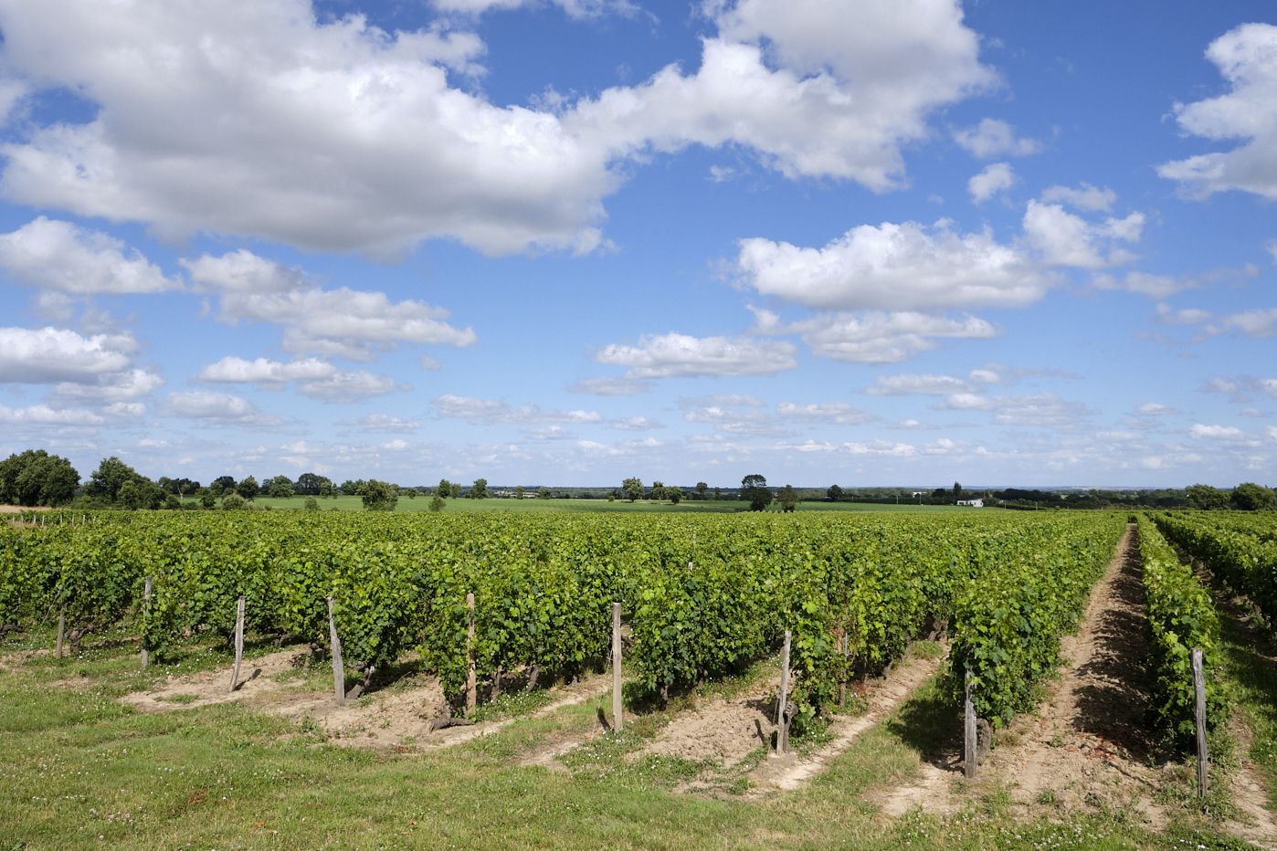 Un vignoble en parfait etat de production, et en agriculture raisonné, sous un ciel bleu