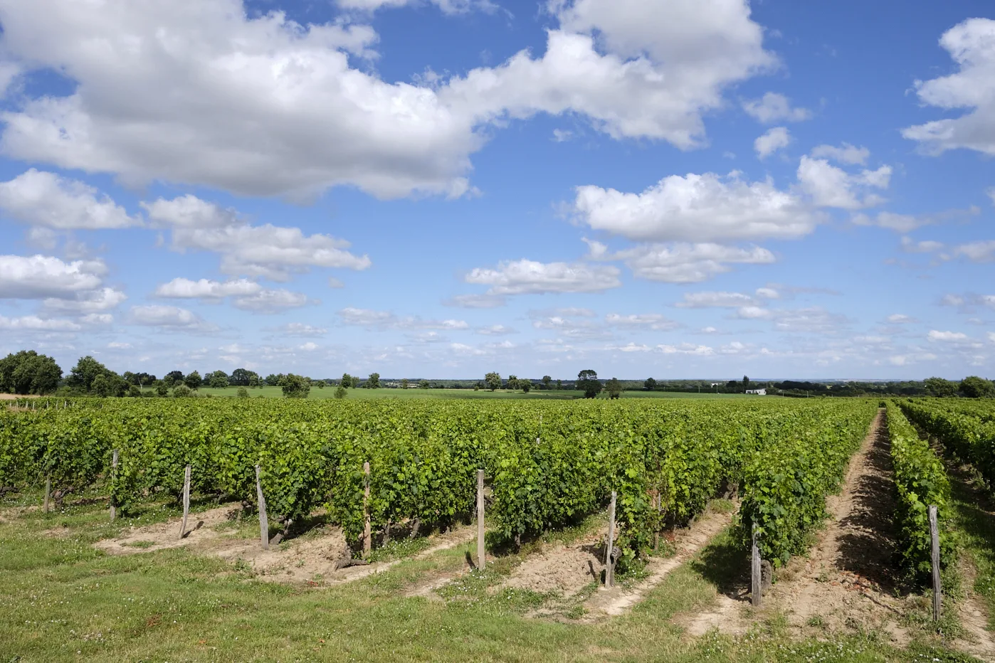 Un vignoble en parfait etat de production, et en agriculture raisonné, sous un ciel bleu