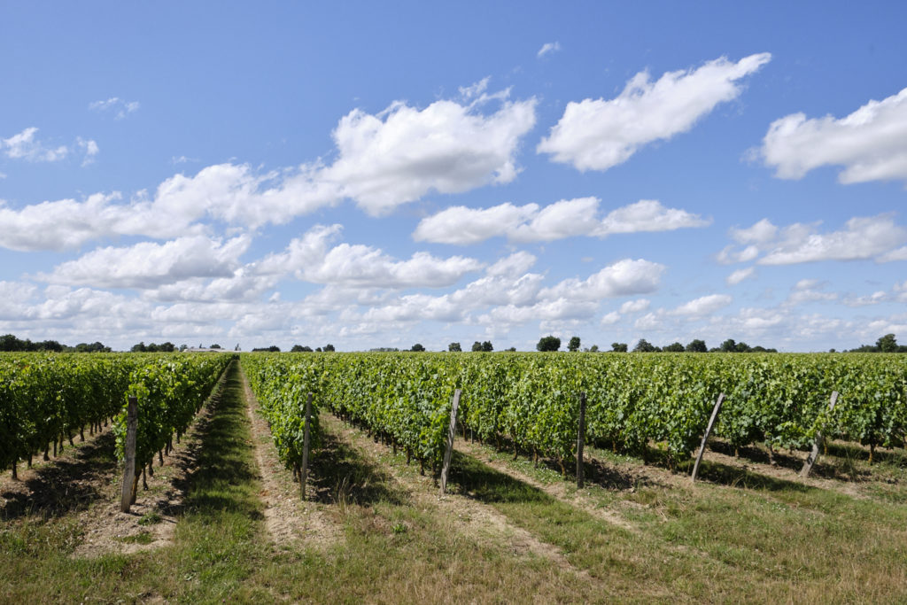 Des rangées de vignes très bien tenues et taillées