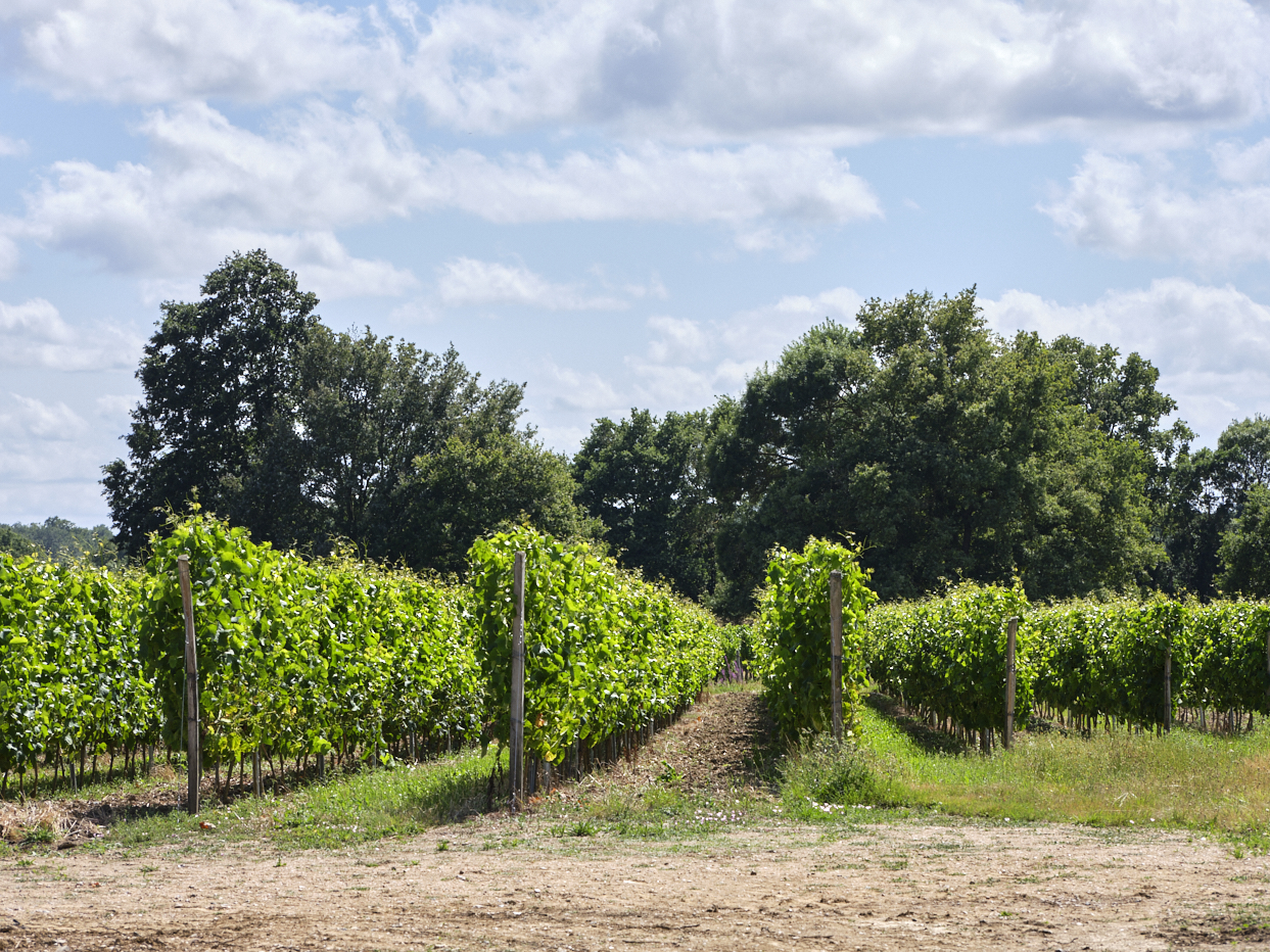 Devant une forêt, un vignoble